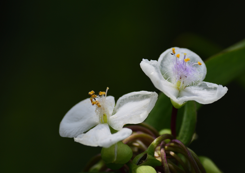初夏に咲く　６/４❹