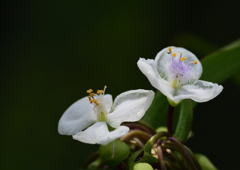 初夏に咲く　６/４❹