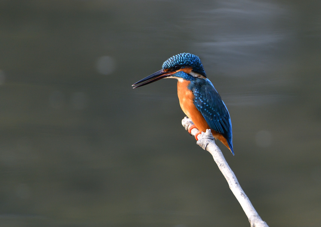 _191102_080143 DSC_8668