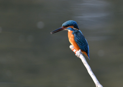 _191102_080143 DSC_8668