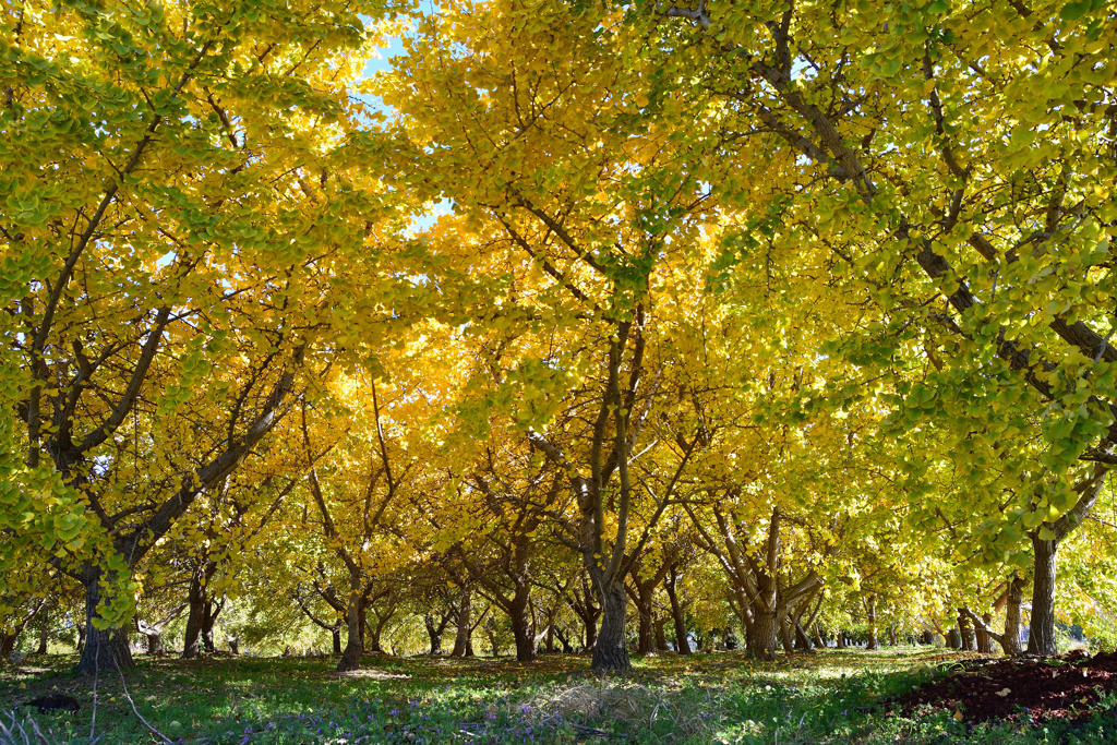 黄葉　１１/２３❷