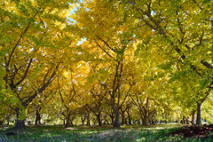 黄葉　１１/２３❷