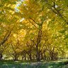 黄葉　１１/２３❷