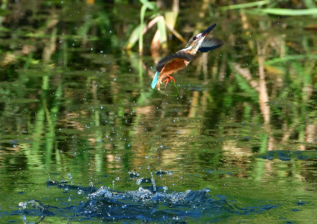 いつもの公園で　８/３１❺