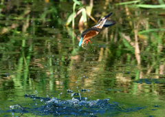 いつもの公園で　８/３１❺
