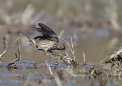 タヒバリ　２/２７❷