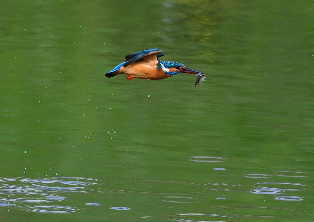 魚を・・・・　４/１７❸