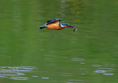 魚を・・・・　４/１７❸