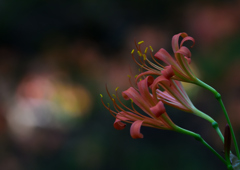 オオキツネノカミソリ　８/１５❷