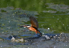 飛沫　８/２６⓰