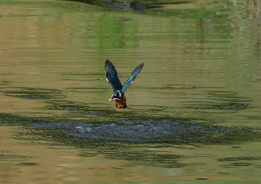 魚を・・・・・・　５/１３❹