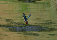 魚を・・・・・・　５/１３❹