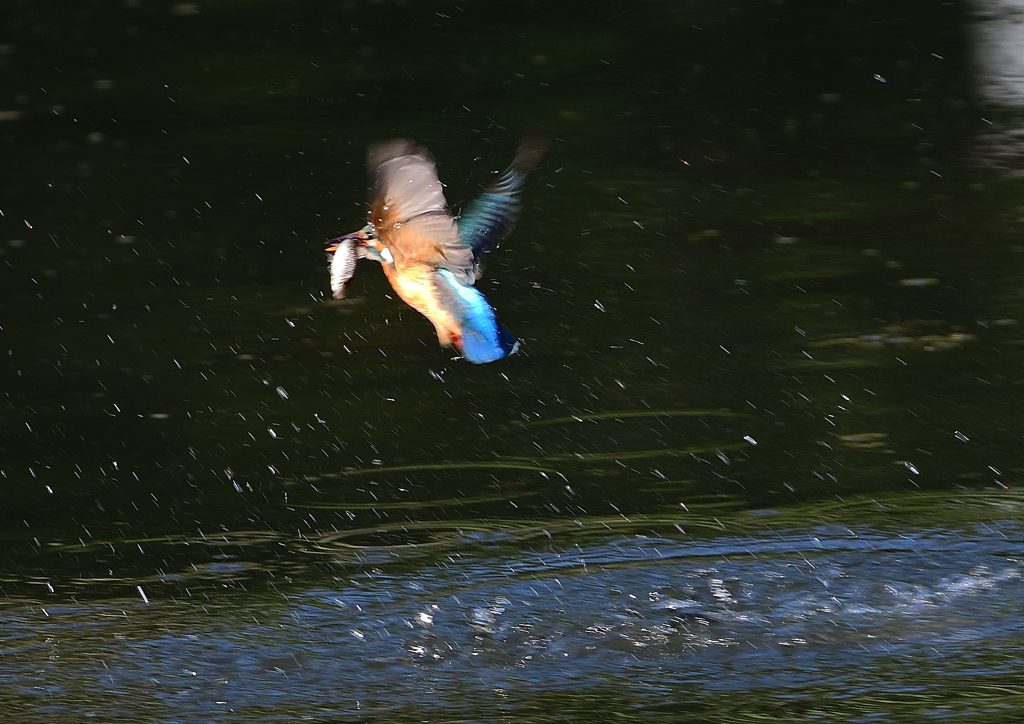 魚を・・・・　５/４❶