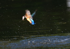 魚を・・・・　５/４❶