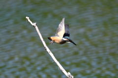 今日のカワセミ　６/１７❿