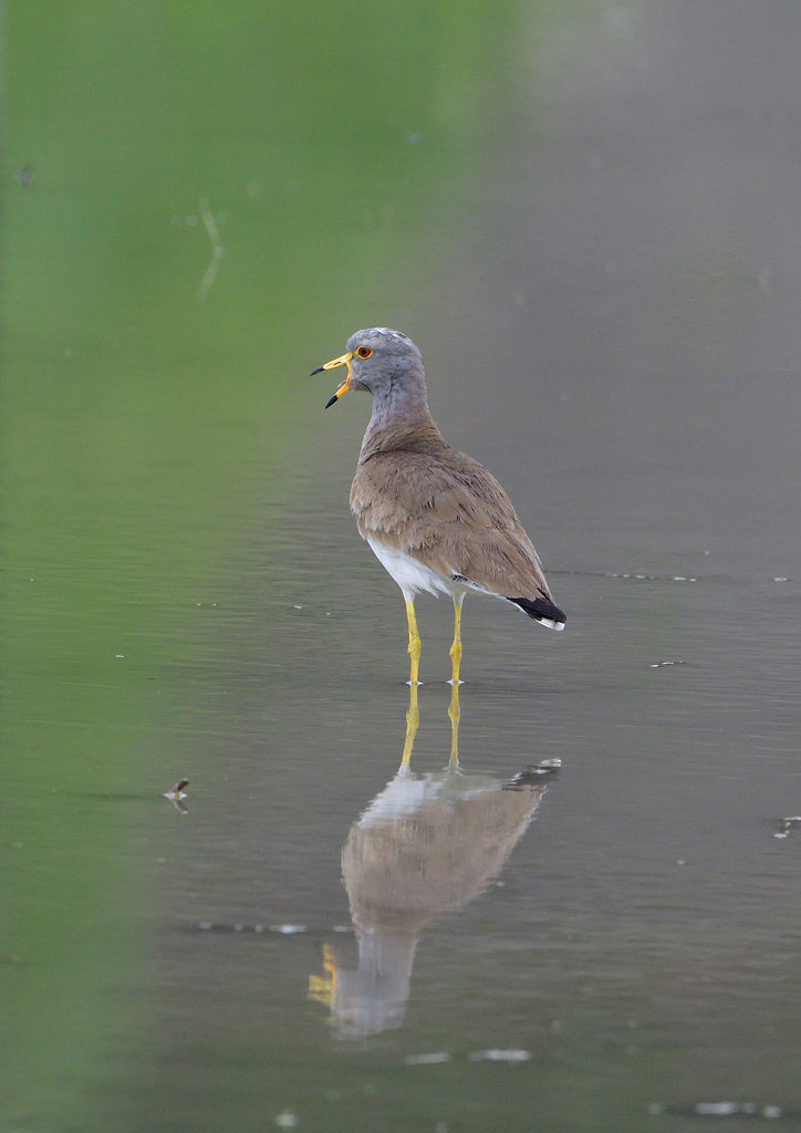 ケリ　５/２１❶