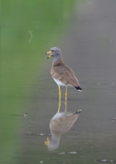 ケリ　５/２１❶