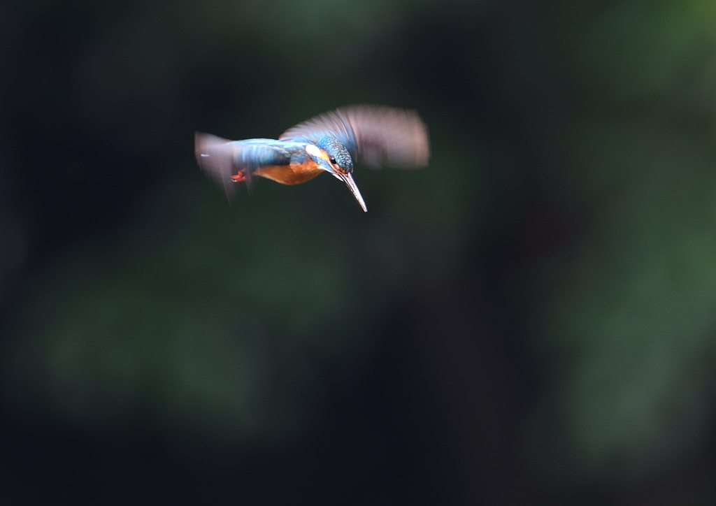 ホバリング　６/２０❹