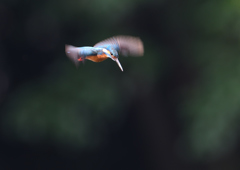 ホバリング　６/２０❹