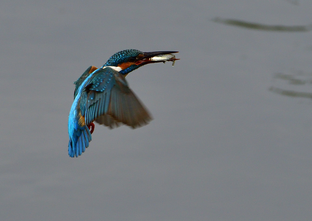 魚を・・・・・・　５/１５❸