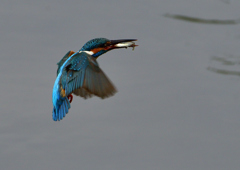 魚を・・・・・・　５/１５❸