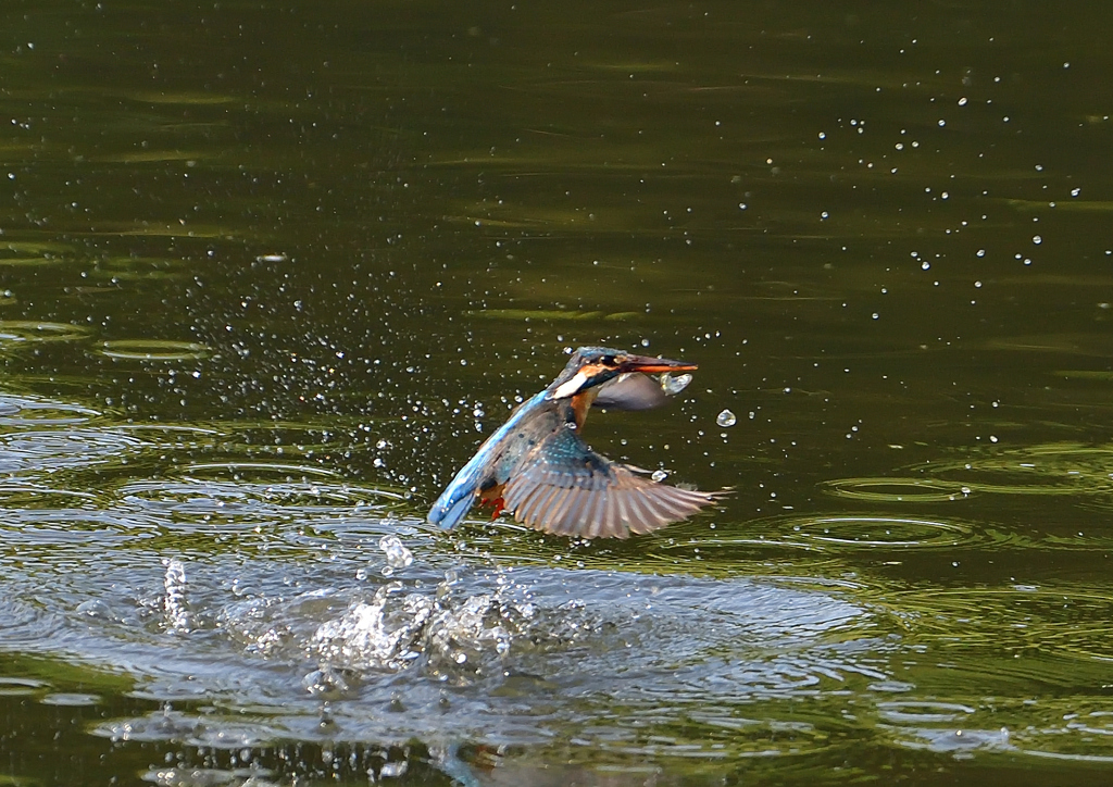 魚を・・・・　５/２❷