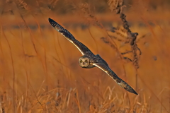 コミミズク　２/１❶