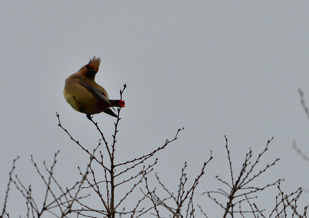 ヒレンジャ　２/１８❺