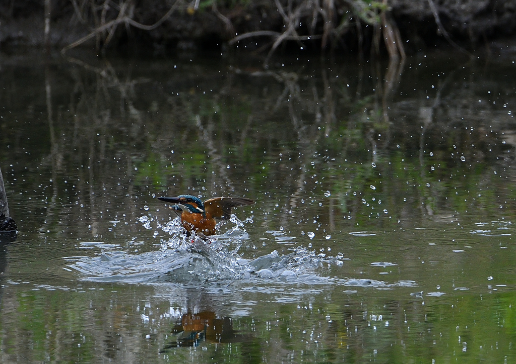 水浴び　４/１２❶