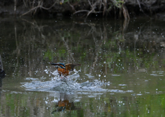 水浴び　４/１２❶