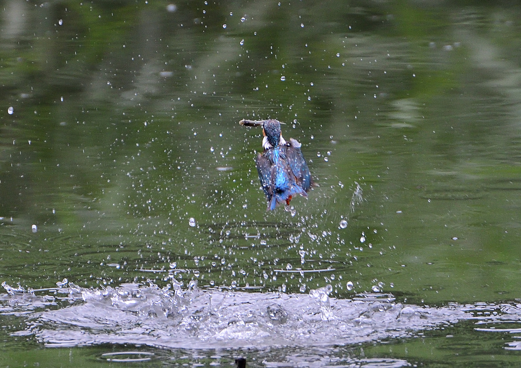 ダイブ　７/５❶