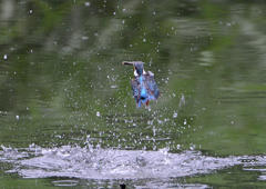 ダイブ　７/５❶