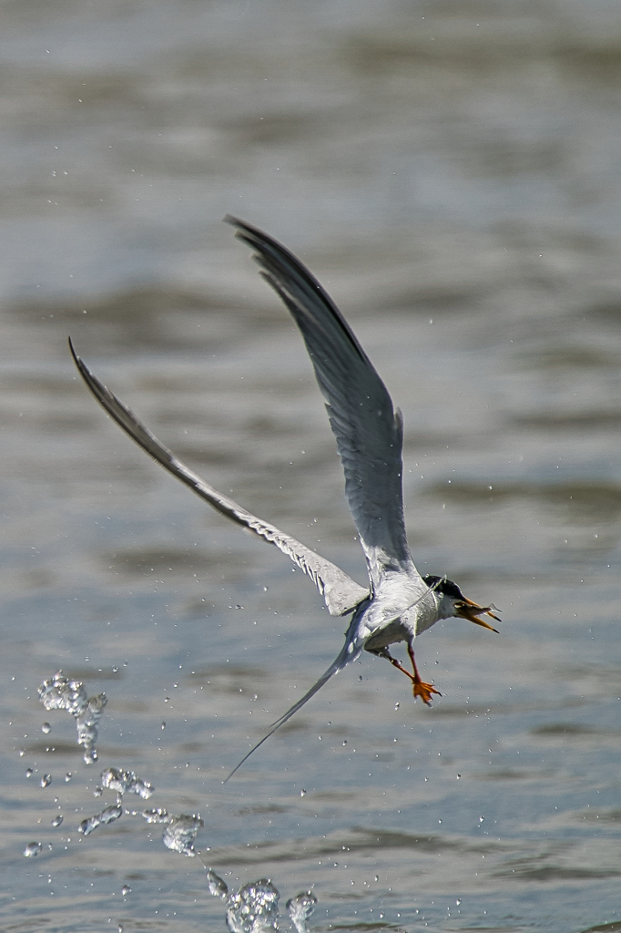 コアジサシ　５/２６❶