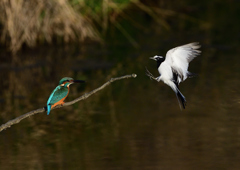 セグロセキレイが・・・・・❶