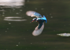 飛翔　８/１９❶