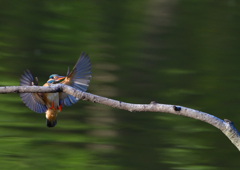 止まり木へ　４/２９