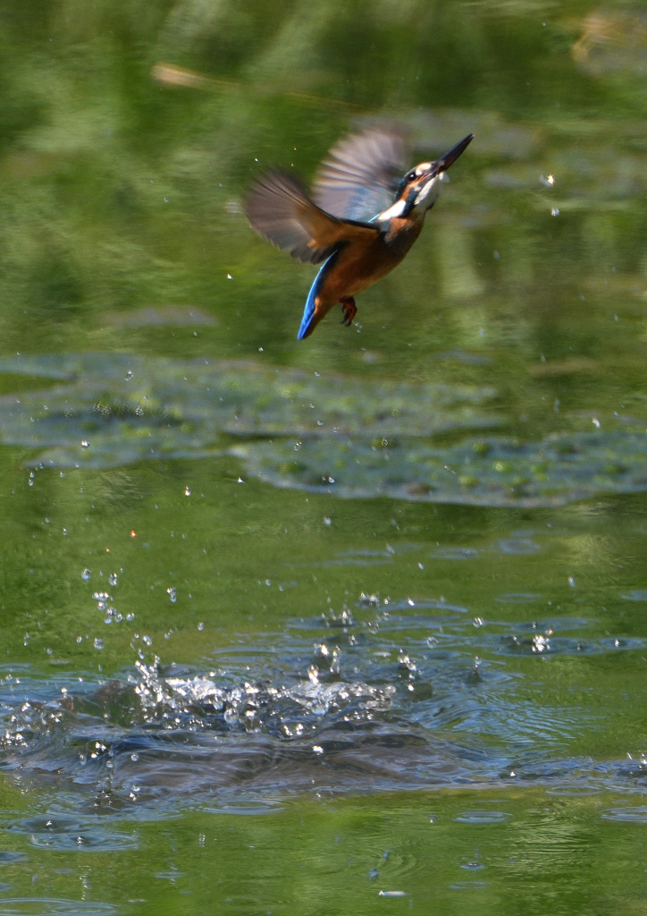 飛沫　８/２６⓱