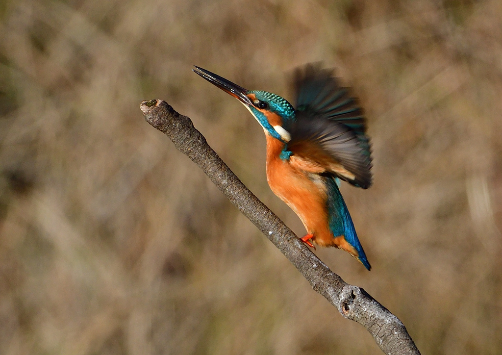いつもの公園で　１２/１❷