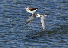 ハジロクロハラアジサシ&セイタカシギ　１０/５❸