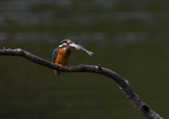 魚を・・・・　５/２０❺