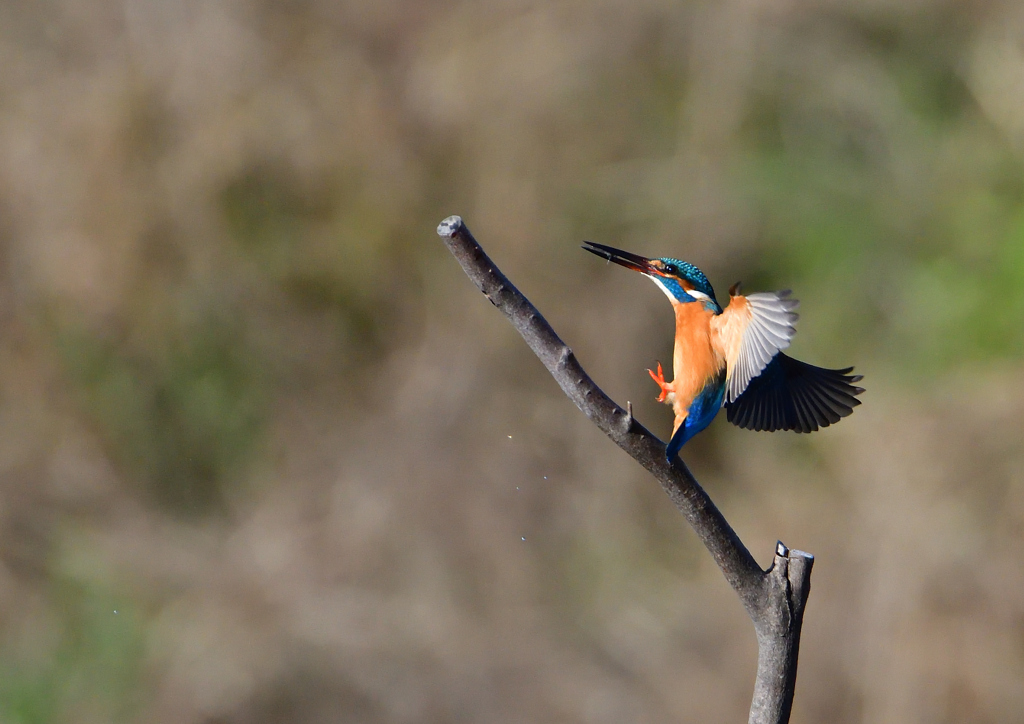 止まり木　２/２７❶