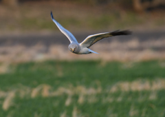 _190301_171403 DSC_3749