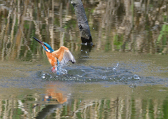 ダイブ　４/８❷