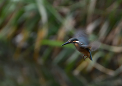 若鳥ホバる　７/９❶