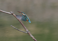 _190317_085351 DSC_7940