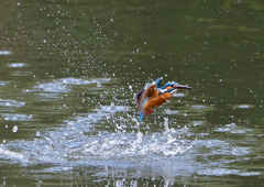 ダイブ　４/２４❶