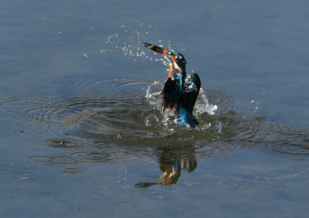 ヤゴを・・・・❶