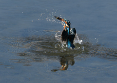 ヤゴを・・・・❶