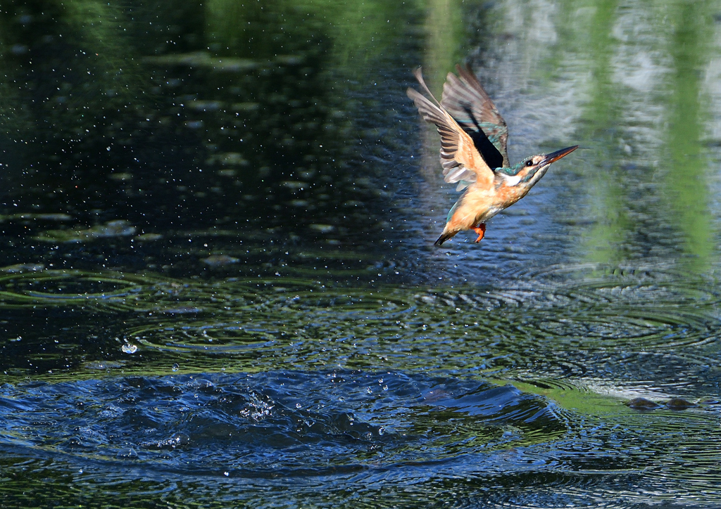 ダイブ　８/１３❸