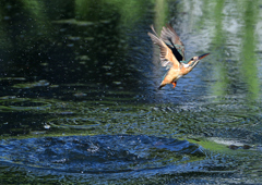 ダイブ　８/１３❸